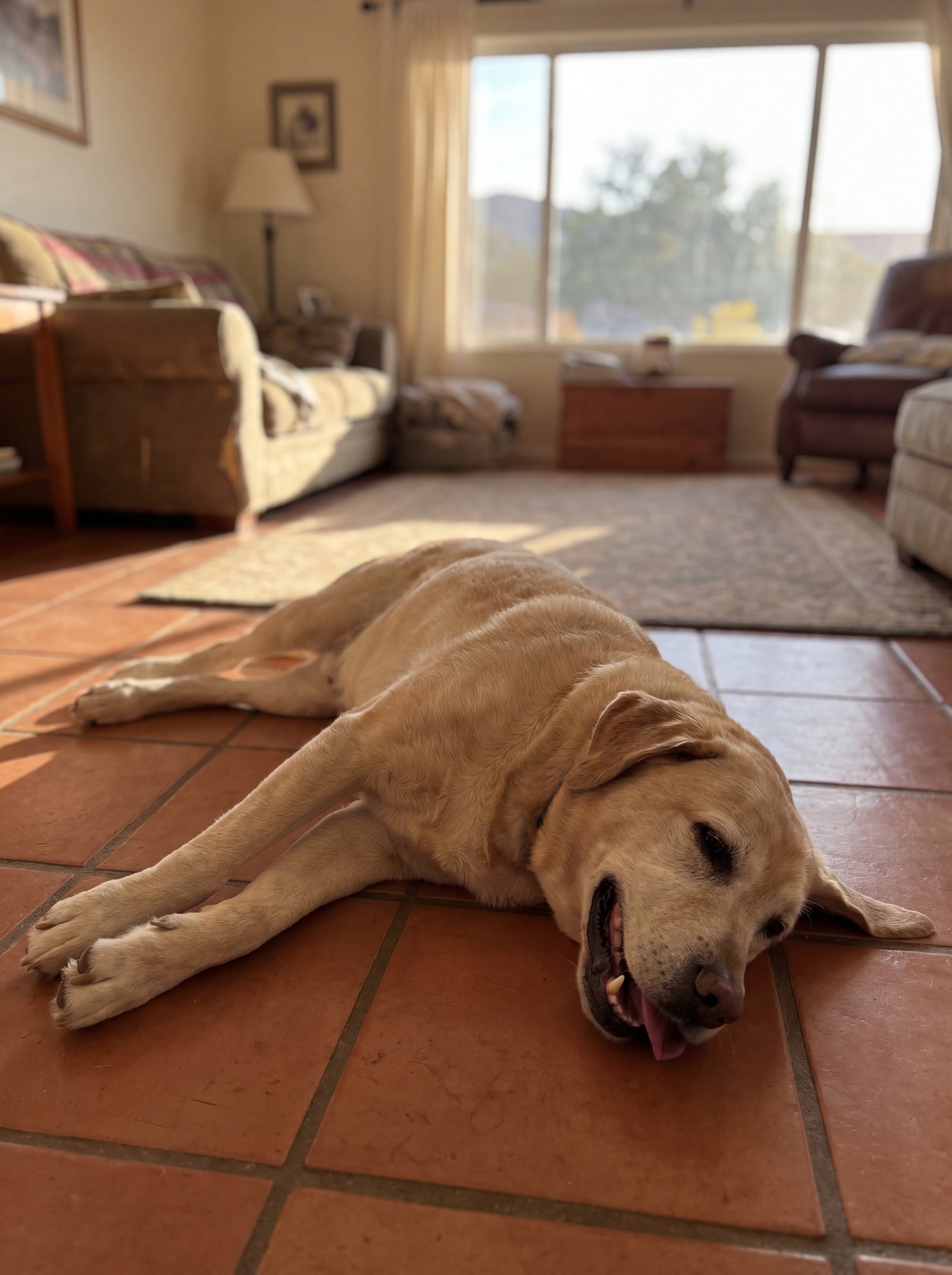 Why Your Dog Can't Tell You They're Overheating